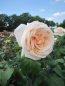 Preview: Edelrose Courage 2